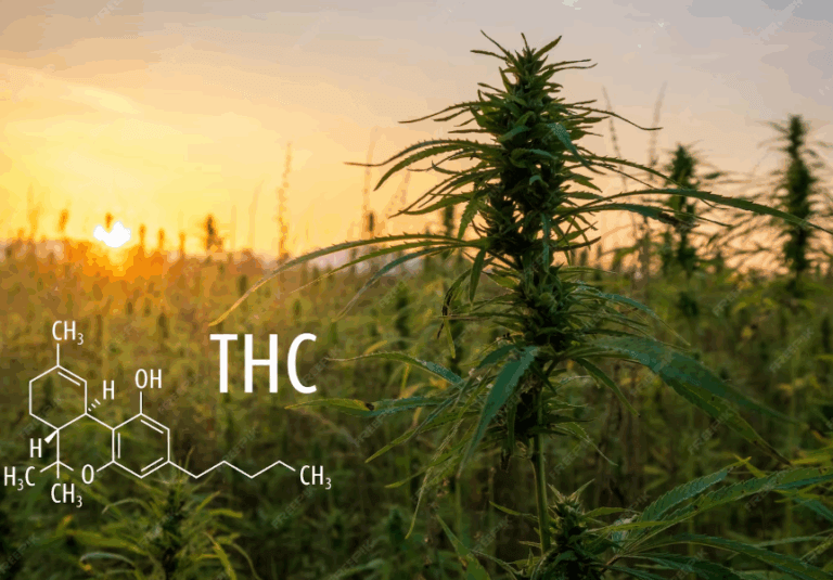 THC-Wert mit Cannabispflanze